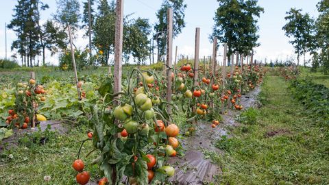 Avamaale istutage tomat juuni algul