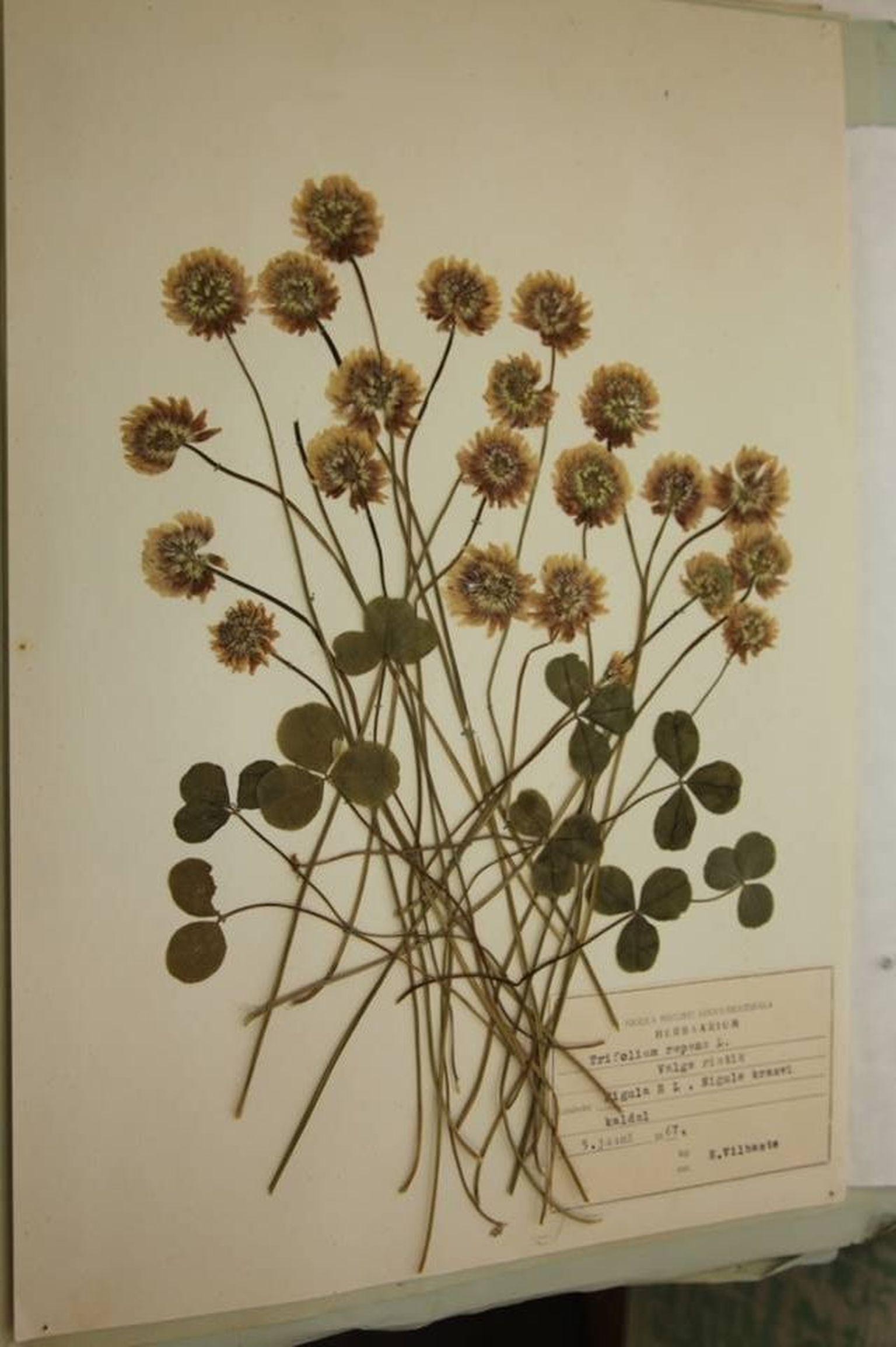 Valge ristik. Ellen Vilbaste on kunstipäraselt paigutanud ja kinnitanud taimi nii sellele kui ka paljudele teistele herbaarlehtedele teadmisega, et need jõuavad 1960. aastate lõpul ja 1970. aastate alguses näitustele vaatajate ette.