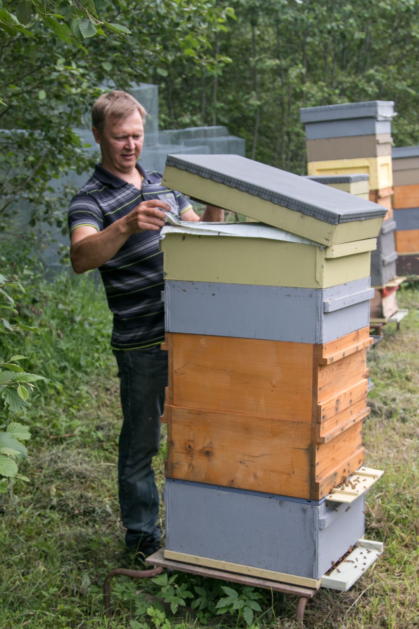 Ligi 30 aastat mesindusega tegelenud Rein Männiste mesilaspered, keda on 300 ringis, elavad korpustarudes, mida talus kohapeal ka valmistatakse. Tarud on paigaldatud laiali 22 kohta, enamik nendest metsa, kuid ka põldude äärde.