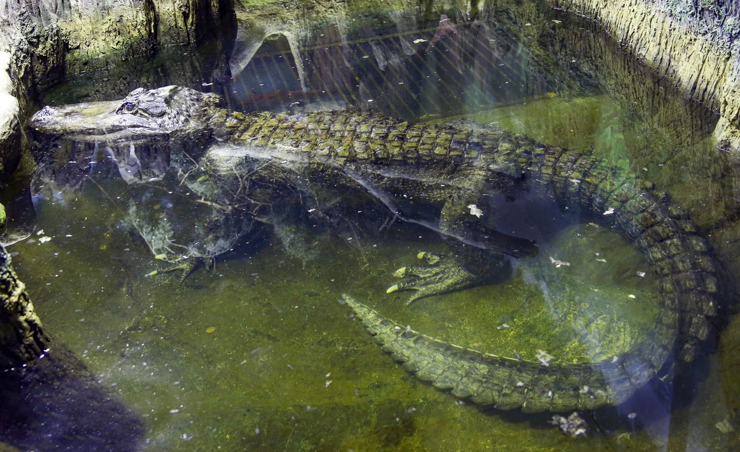 Väidetavalt Adolf Hitlerile kuulunud alligaator Saturn mullu Moskva loomaaias. Eelmisel nädalal teatas loomaaed, et alligaator suri kõrges eas.