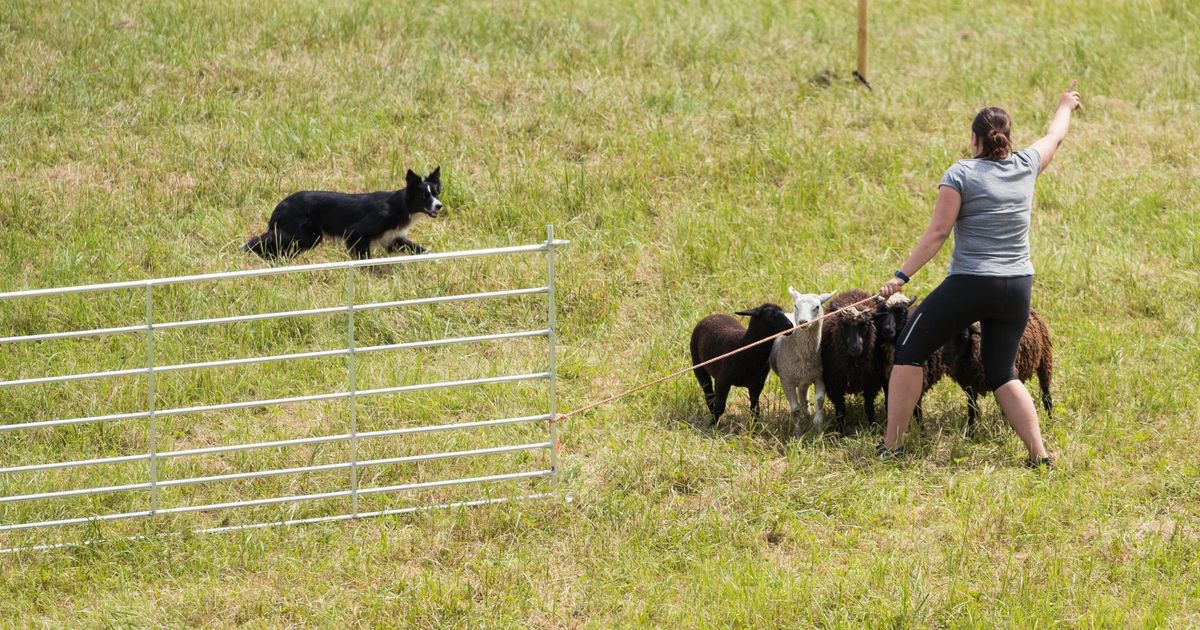 Põlvamaal sai teoks Eesti esimene karjakoerte võistlus