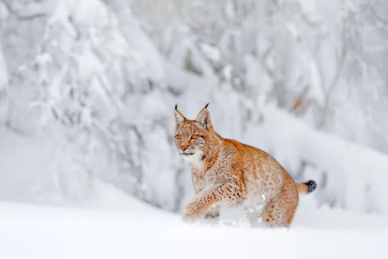 Ilves lumises metsas.