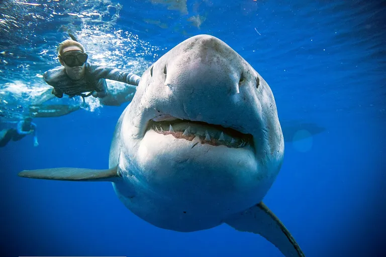 Sukelduja Ocean Ramsey sõnul on Deep Blue imeilus ja õrn hiiglane, kes soovis vaid paati kratsimispuuna kasutada.