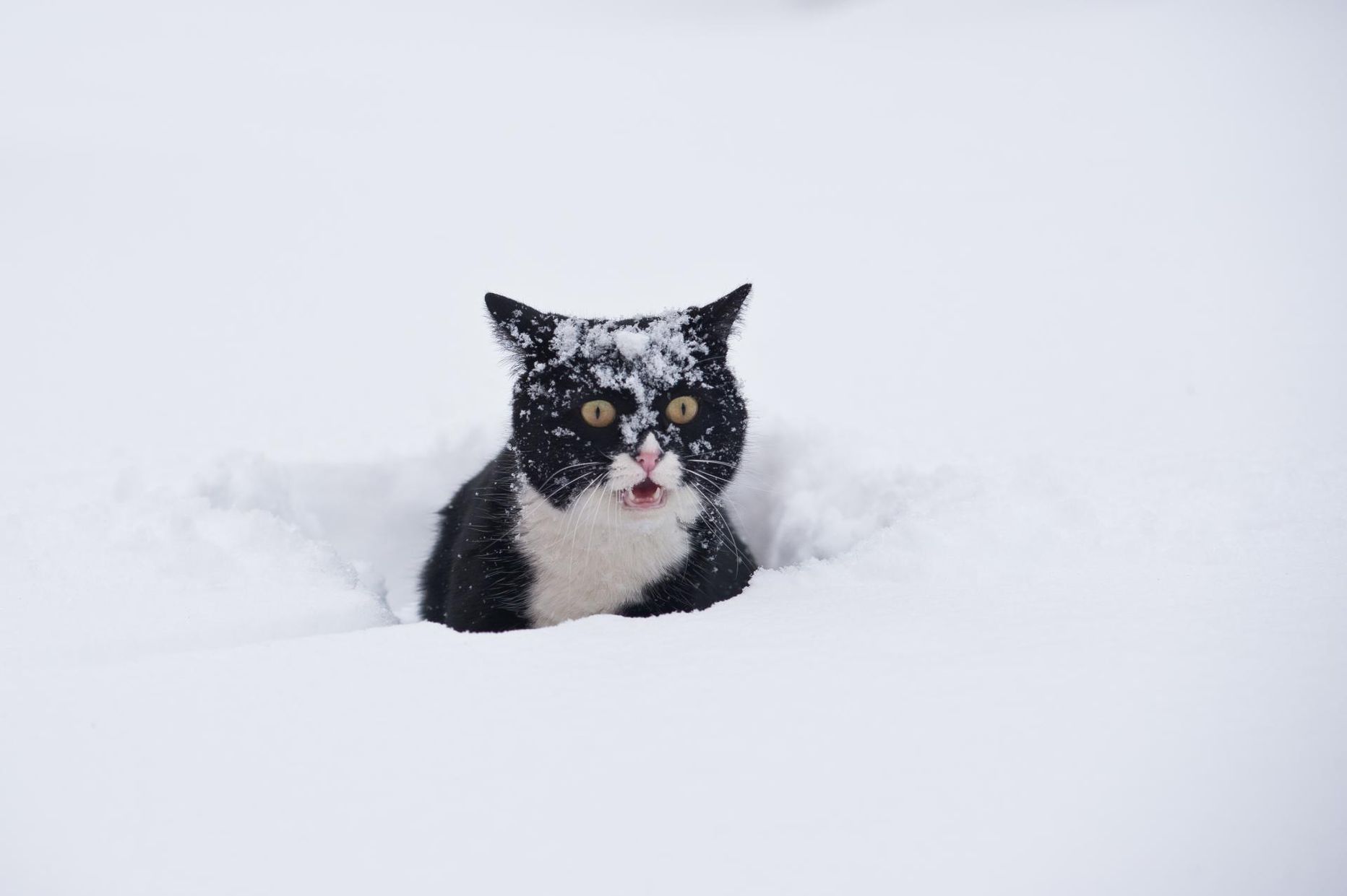 Mis siis, et väljas miinuskraadid, loomaarstide kinnitusel leitakse ka talvel kassidel ja koertel puuke.