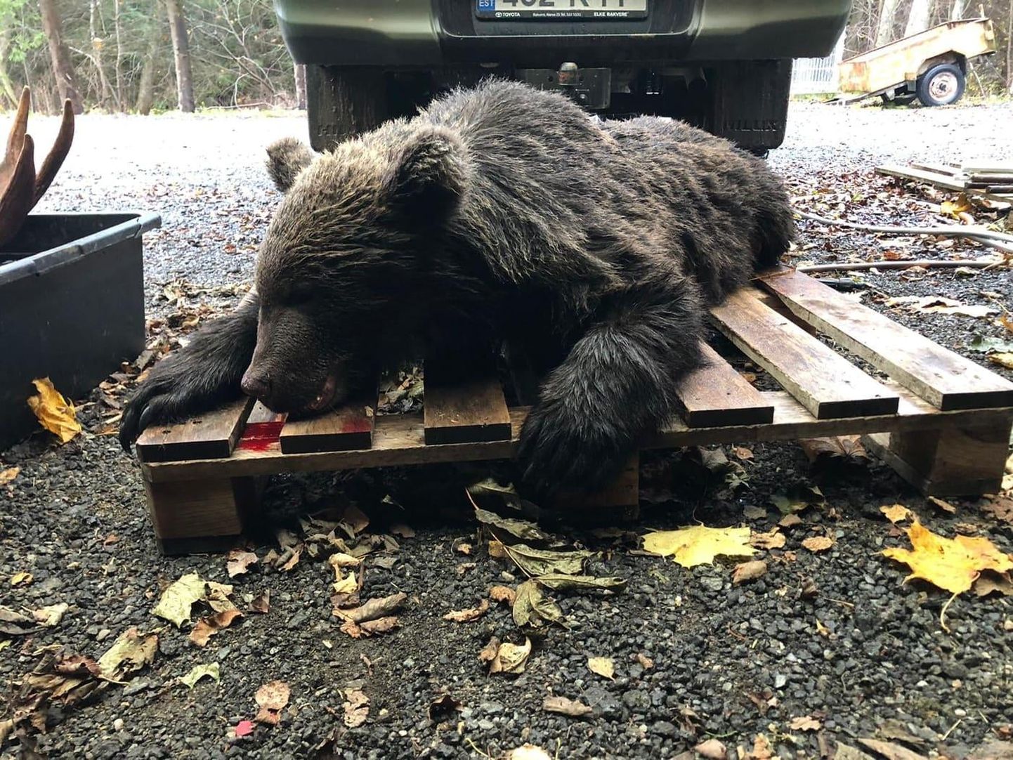 Auto alla jäänud karu võis liikuda koos emaga ja kaalus umbes 60 kilo.