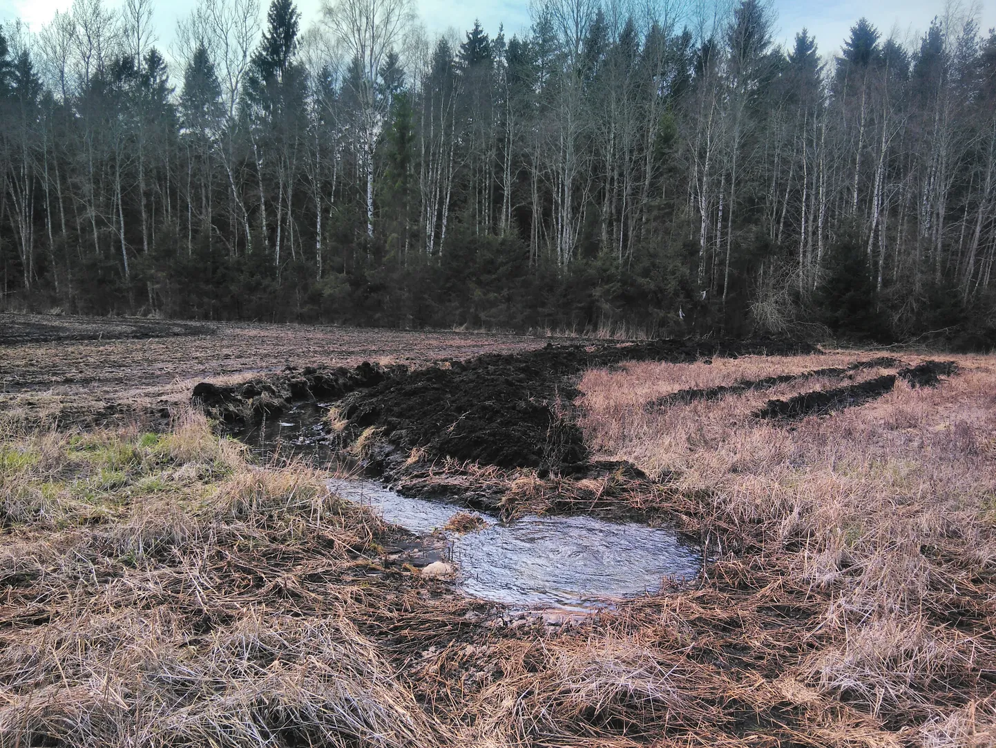 Maaomaniku kaevatud kraav juhib liigvee põllult metsaserva kuivenduskraavi.