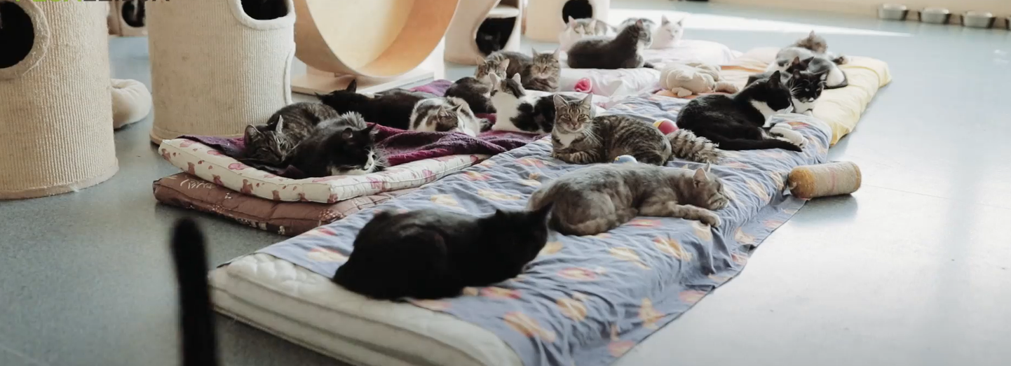 Siin pildil on vaid käputäis kassidest, kes seitsmes toas maid jagama peavad.