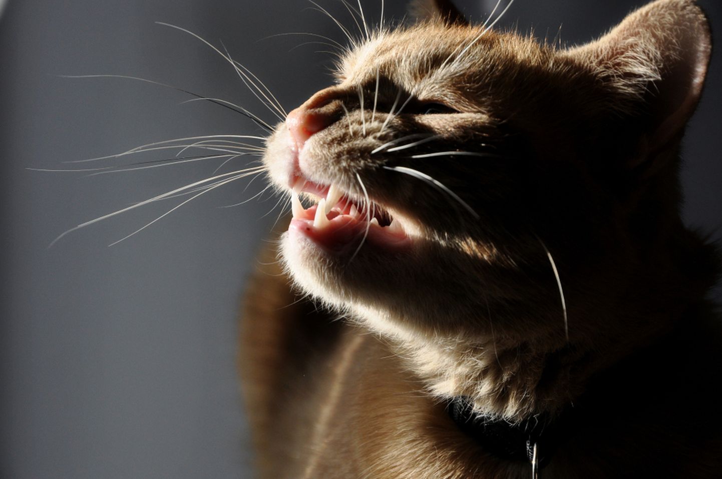 Aevastamine võib kassidel olla tavapärane reaktsioon tolmule, lendavatele karvadele ja muule ärritavale.