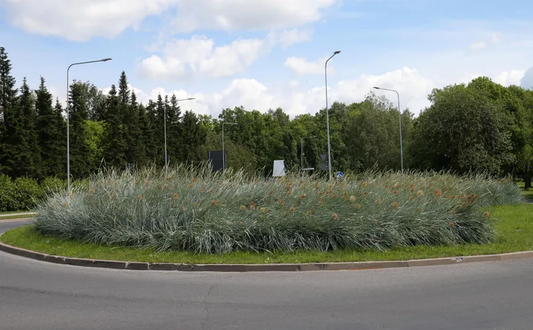 Kuigi laugud on Kaunase puiestee ja Jaama tänava ringil ära õitsenud, on nende suured õisikud alles ja need muutuvad liiv-vareskaeraga samas rütmis.