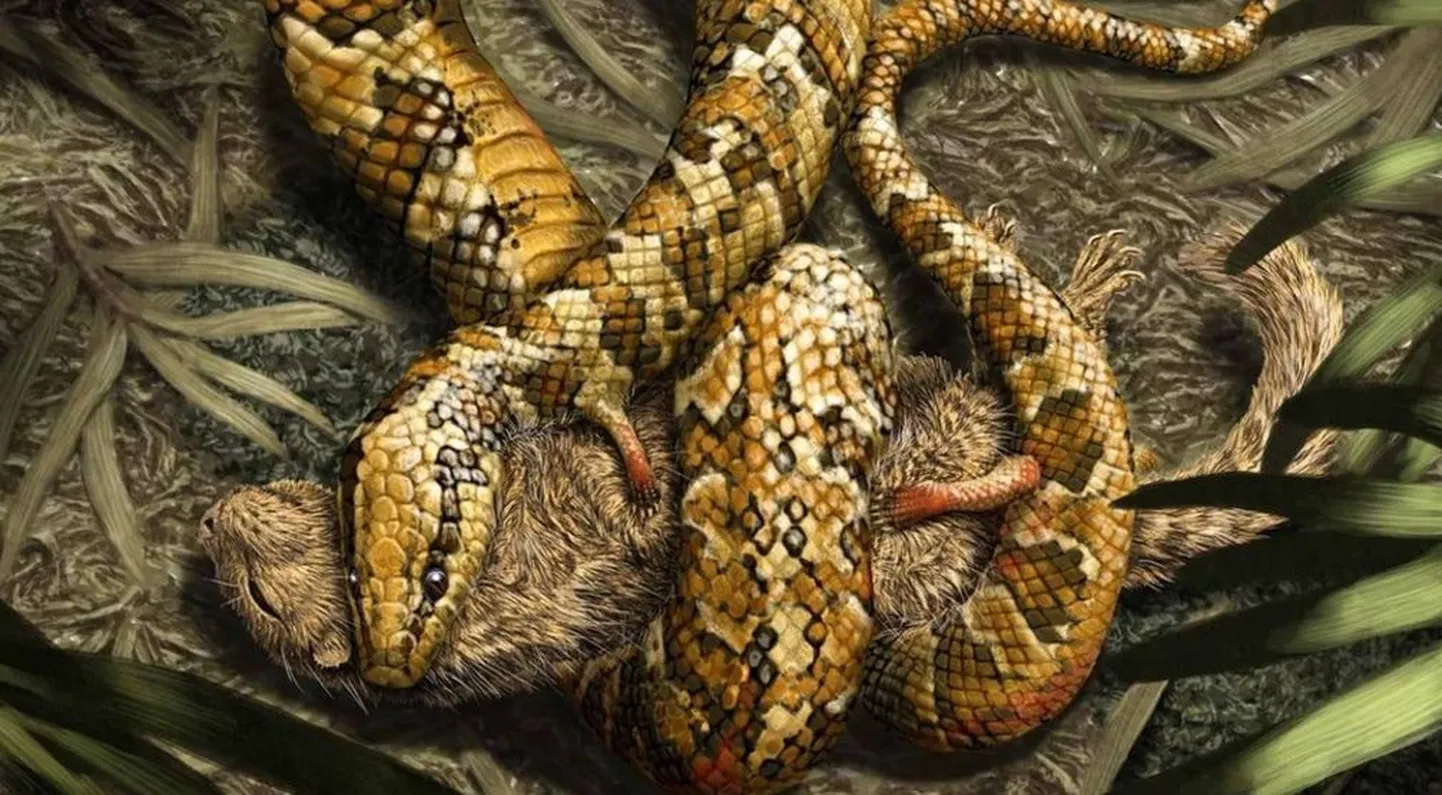 Tetrapodophis amplectus