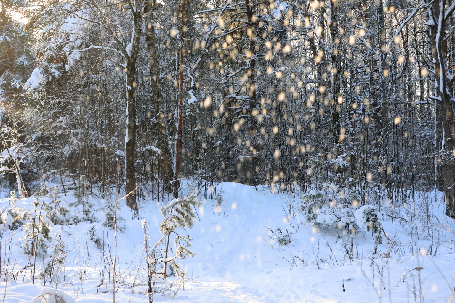 Зима. Иллюстративное фото