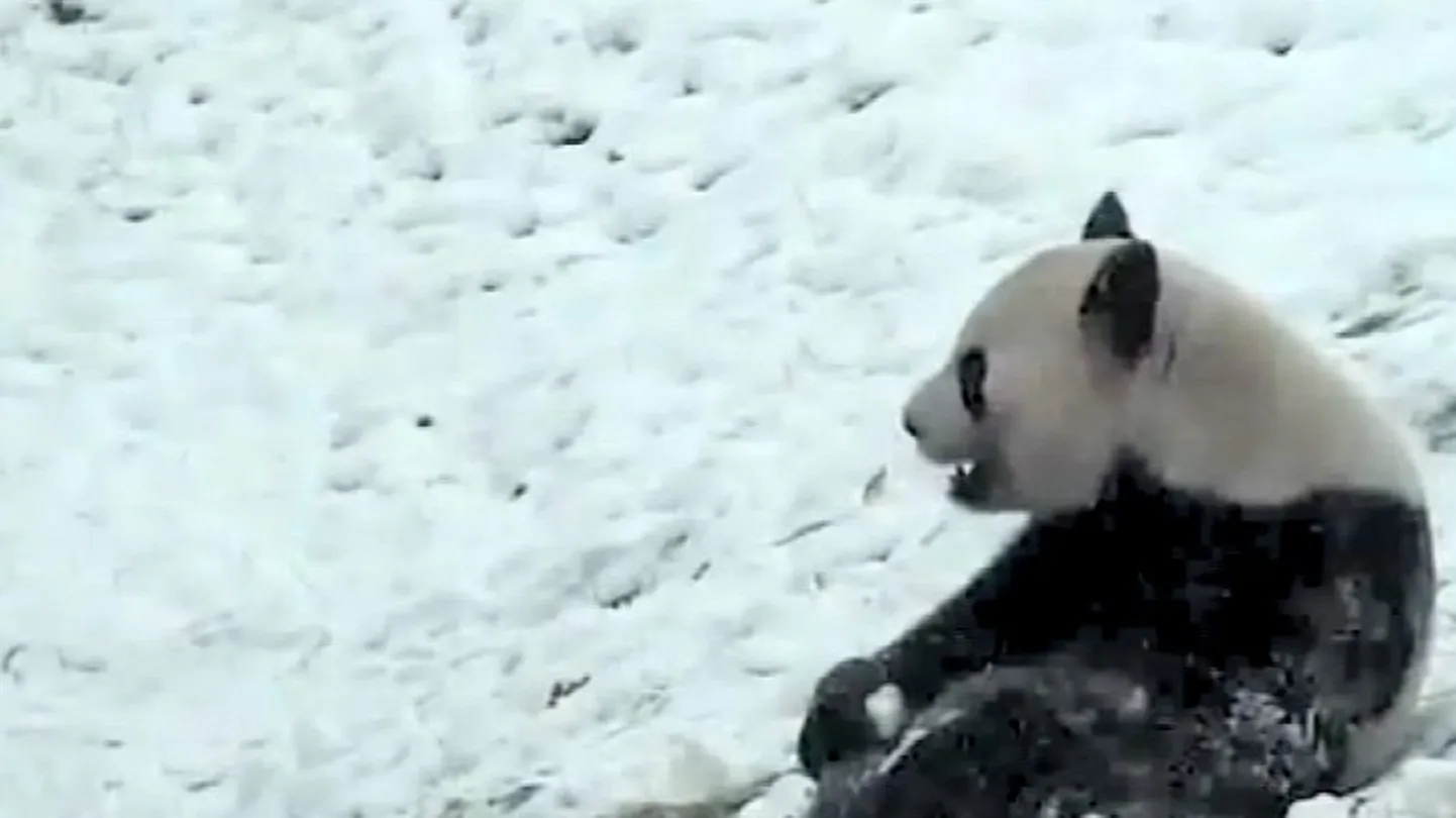 Hiidpanda Da Mao Toronto loomaaias.