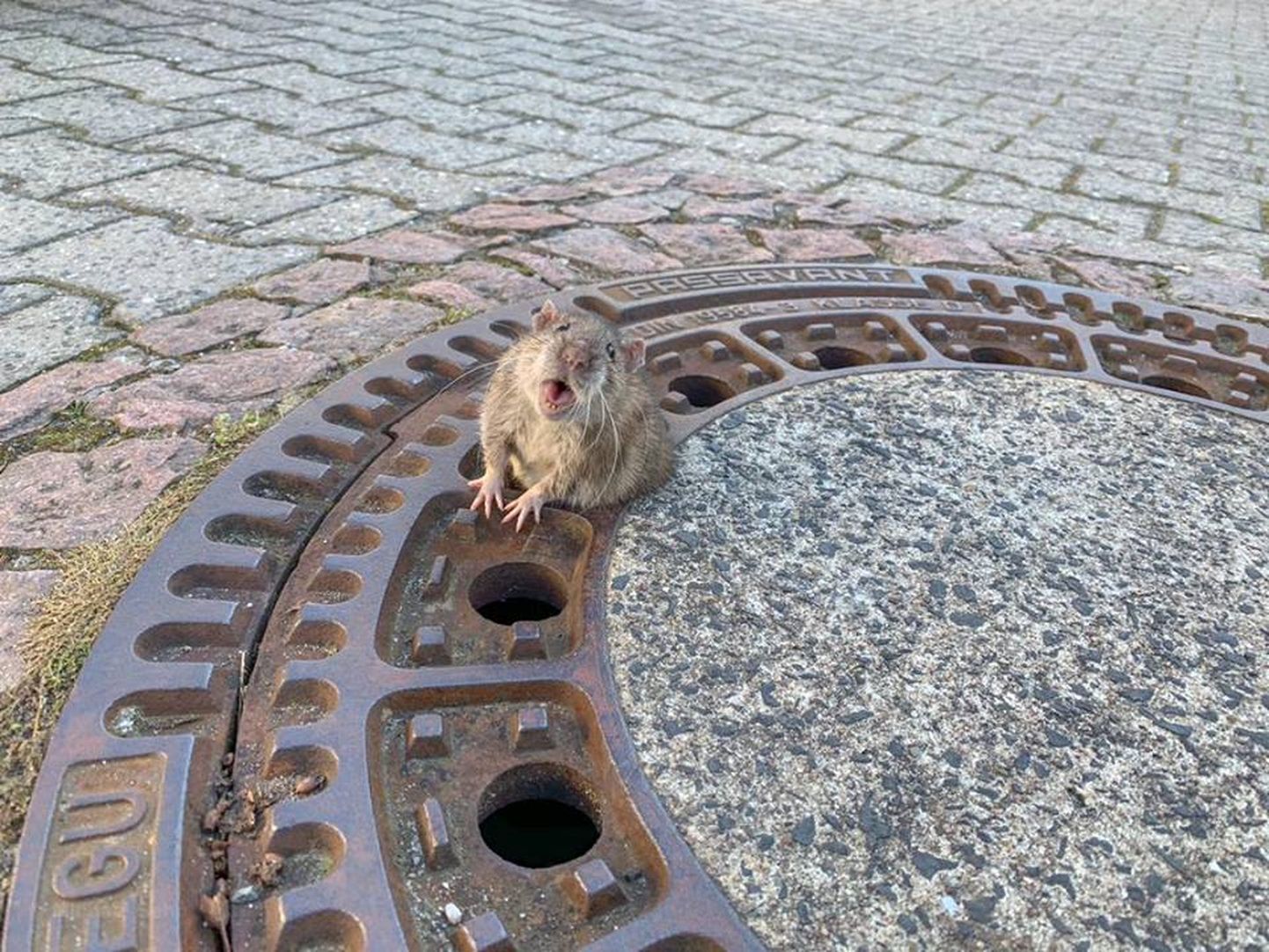 Saksamaal päästeti kanalisatsioonikaevu luugiavasse kinni jäänud rott