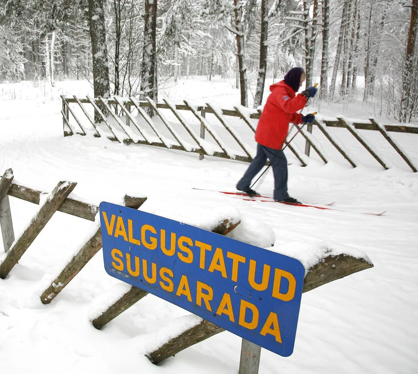 Raeküla männikus saab talve nautida kolme kilomeetri pikkusel rajal.