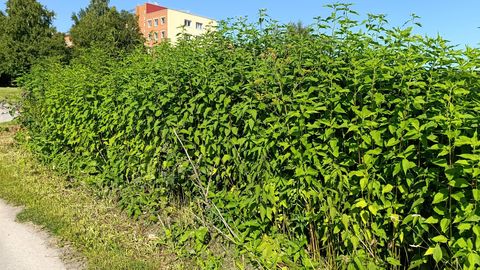 Kohtla-Järvel kevadel likvideeritud aiamaade ala linn niitma ei hakka