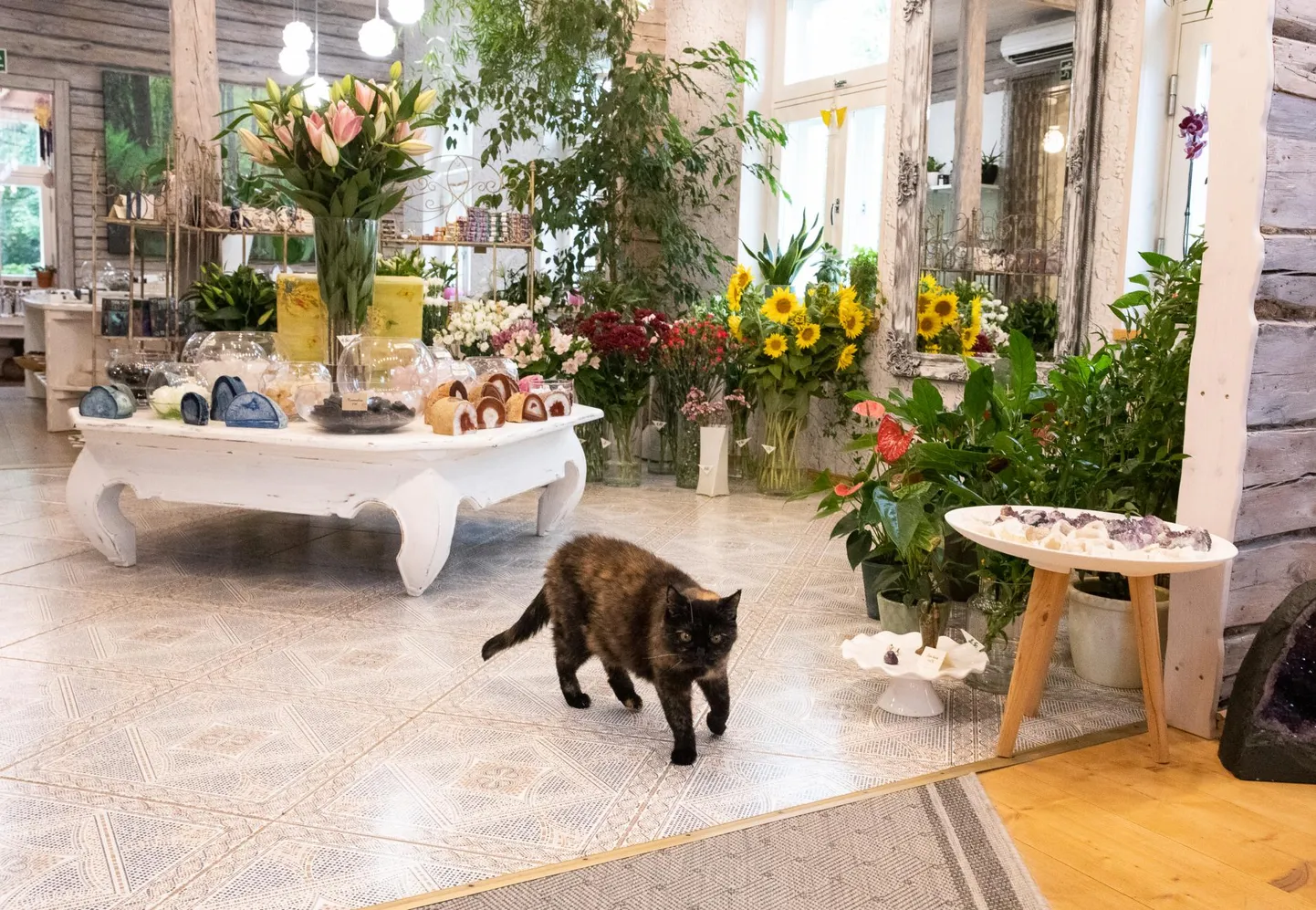 Just enne seda kui Roosi pimedaks jäi, tõstis Väikese Ingli pere Rakvere kaupluses mööblit ringi. Kiisu nägi ära, kus mis on, ning nüüd ta liigub asjade vahel vaevata ringi.