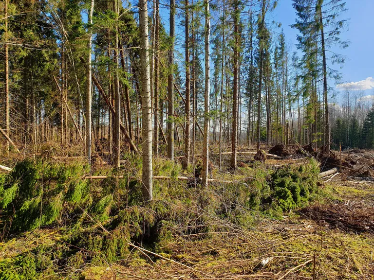 Metsakasvatajad ei kasvata metsa, vaid loovad ökoloogilisi ja ökofüsioloogilisi võtteid kasutades paremad kasvutingimused eelistatud puuliikidele.