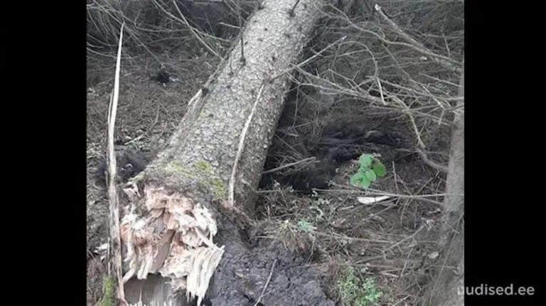 Mahalangenud kuuse alla jäänud karu.
