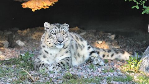 Tallinna loomaaia armastatud lumeleopard Otto lahkus parematele jahimaadele