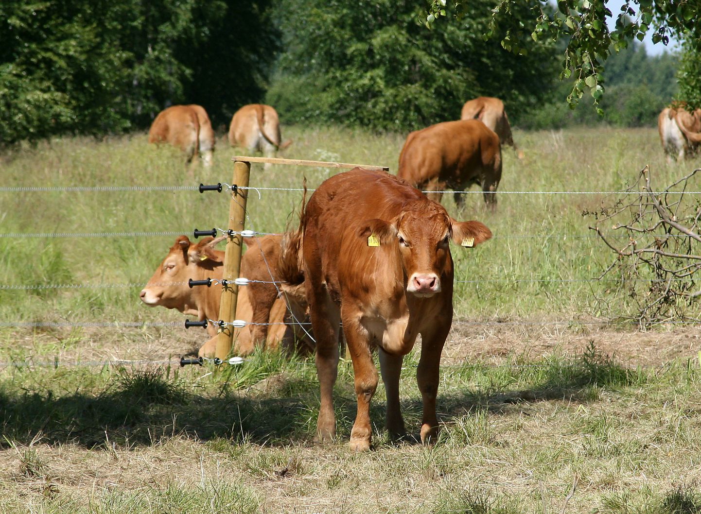 Больше всего о пособии ходатайствовали заводчики мясного крупного рогатого скота.