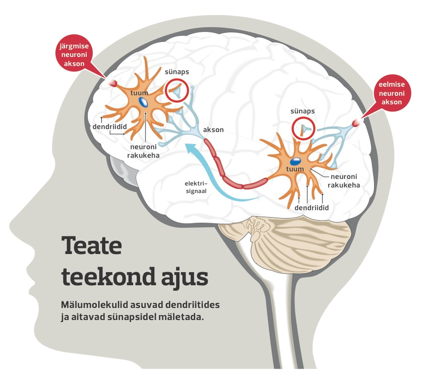 Neuronid ajus.