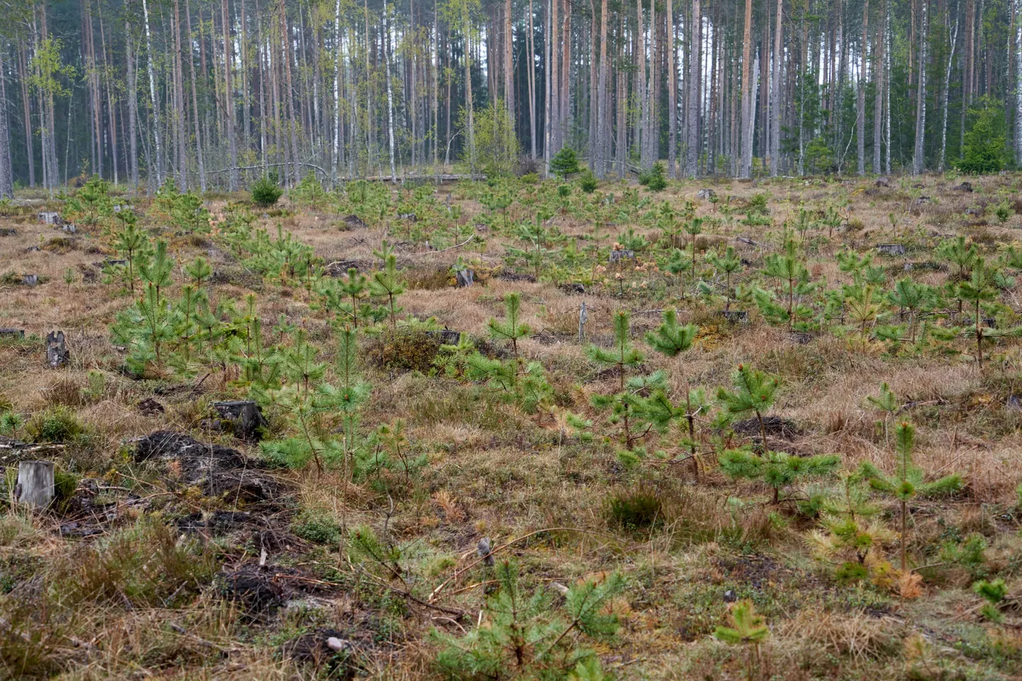 Metsauuendus Aegviidu lähedal.
