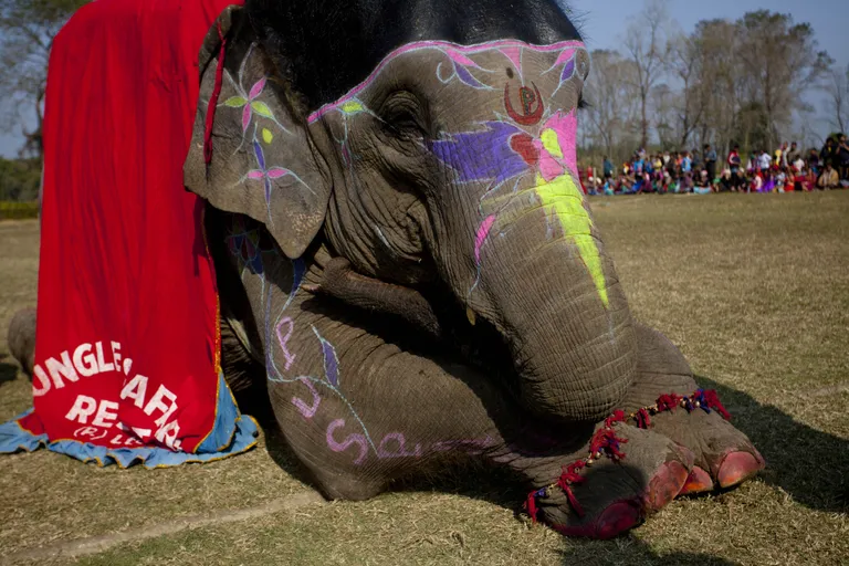 Elevant enne viimast võistlust puhkama. Foto: Xinhua/Sipa USA/Scanpix