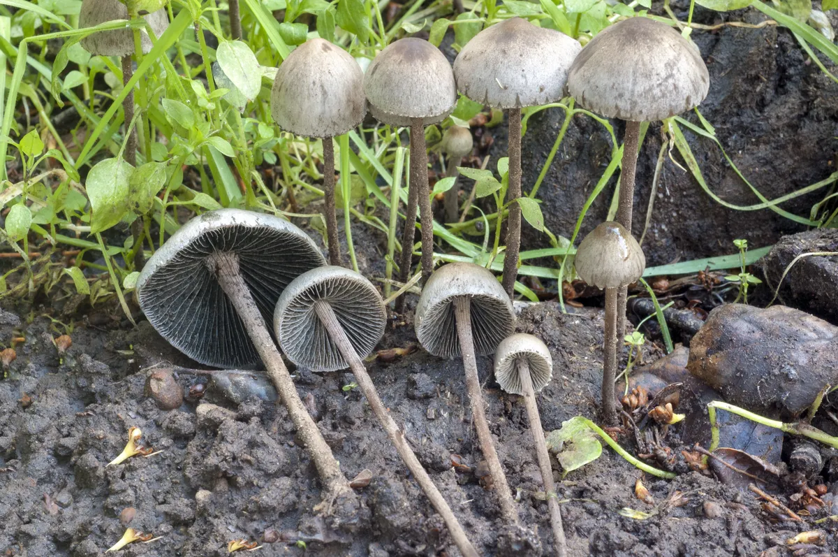 Kelluk-sõnnikuseen ehk Panaeolus sphinctrinus