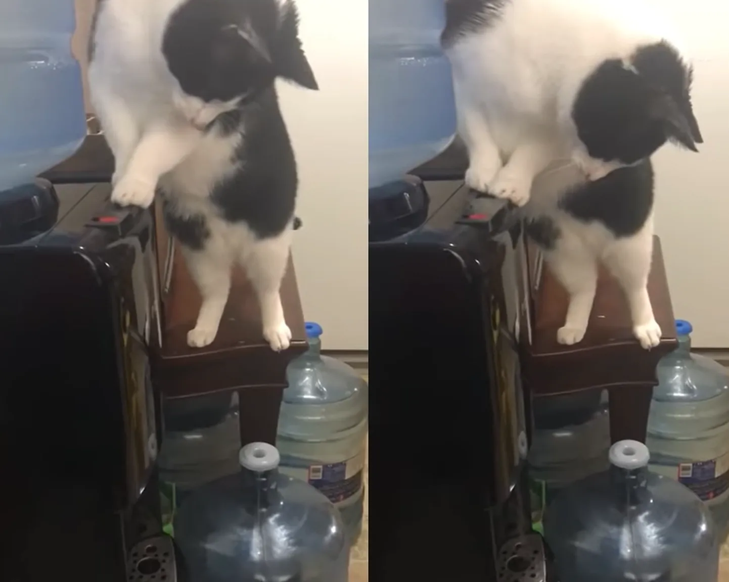 Kass õppis veeautomaati kasutama, kuid vett kätte ei saanud