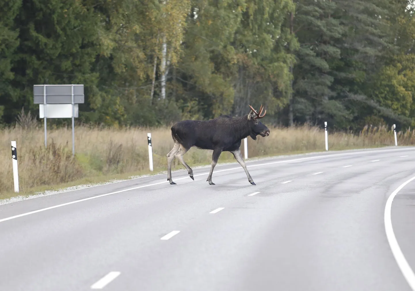 Põder sõiduteel. Foto on illustratiivne.