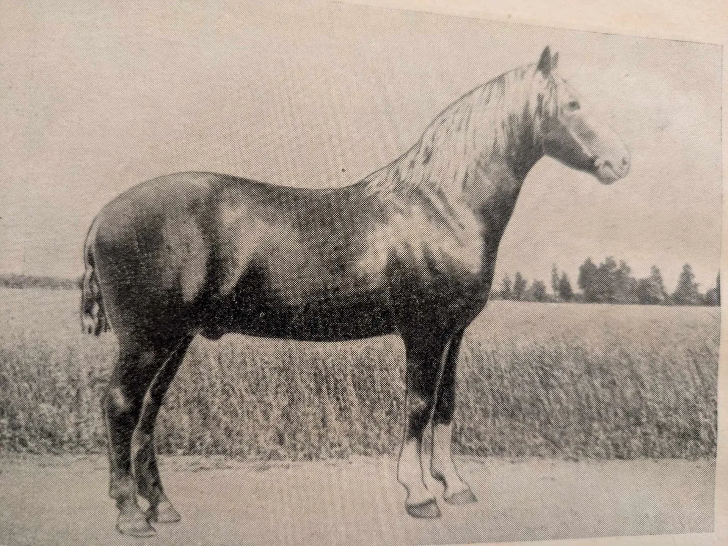 Tori hobuse esiisa Hetman sündis 1886. aastal.