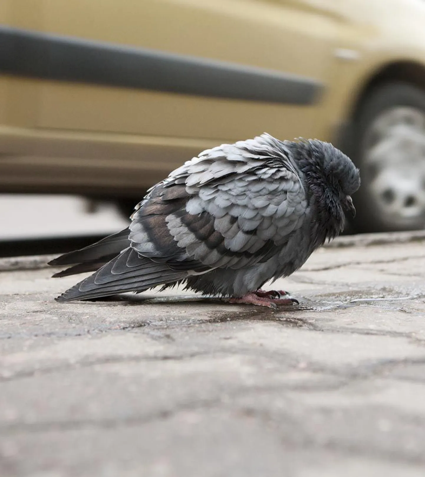 Viljandis leviv tuvide haigus on paramüksoviroos.