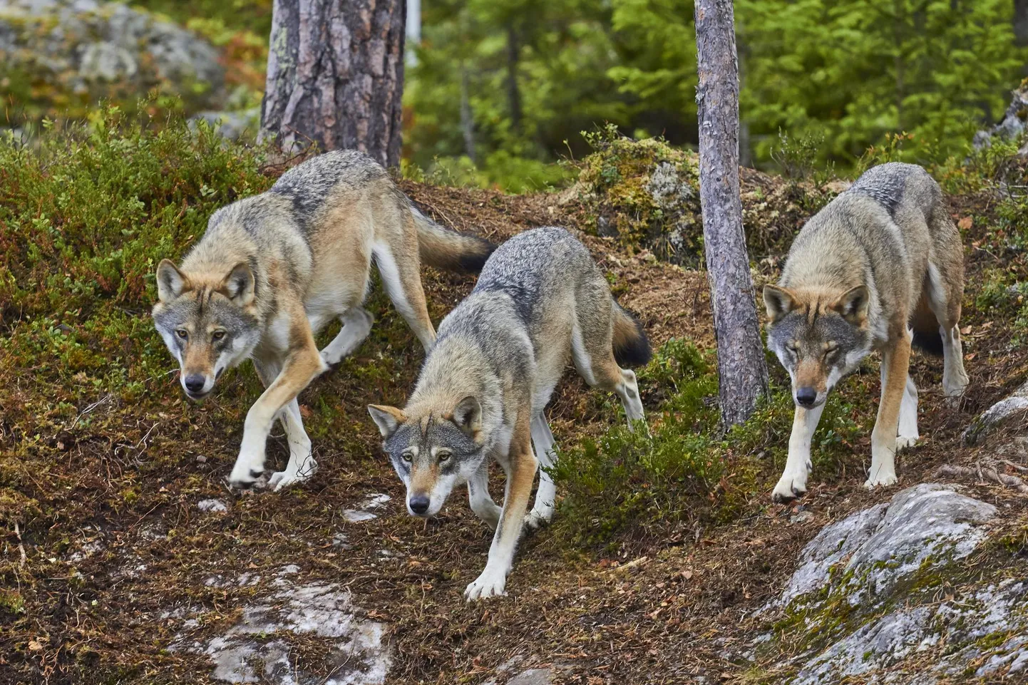 Haljala kandis liikuv koeri ründav hundikari on umbes kolme-neljapealine. Foto on illustratiivne.