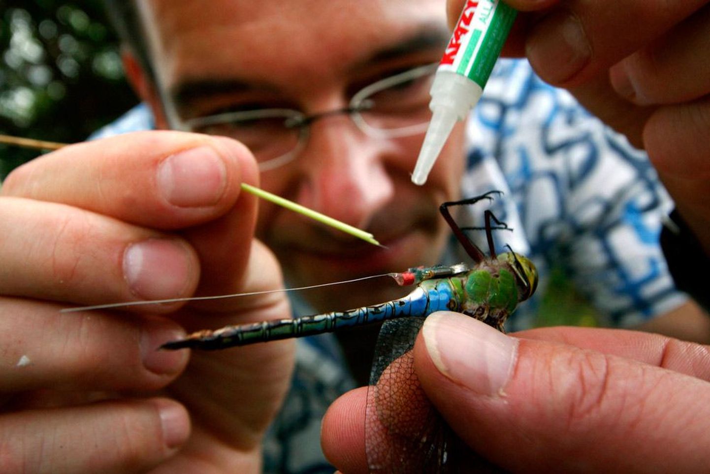 Martin Wikelski on uurinud ka putukate rännet, liimides neile seljale ülikerged raadiosaatjad. Tema laiem eesmärk on aga kokku panna atlas peamistest maakeral toimuvatest rännetest.