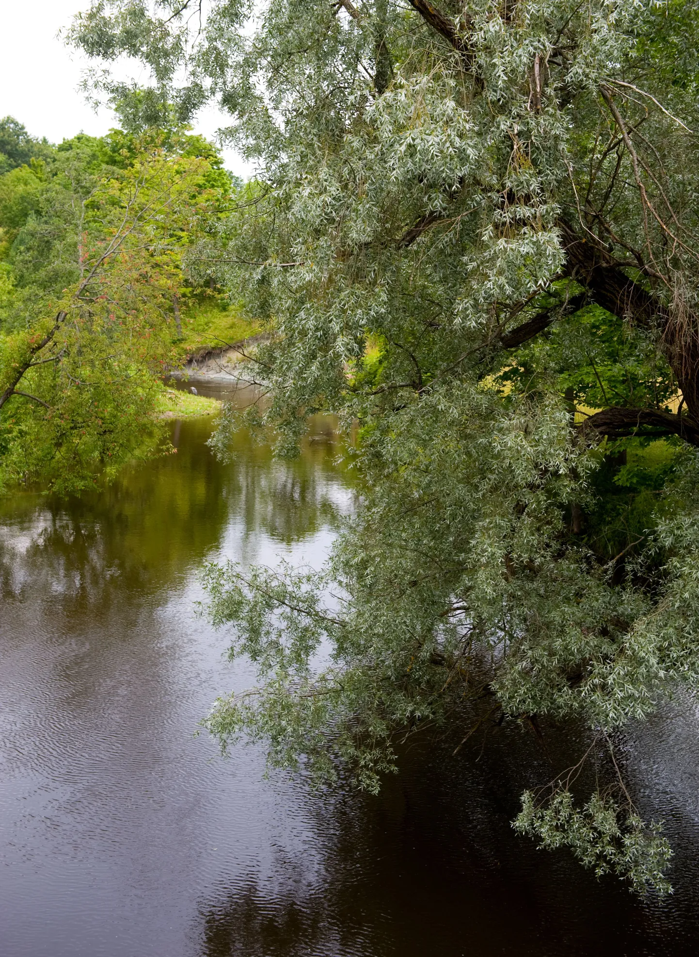 Toila park