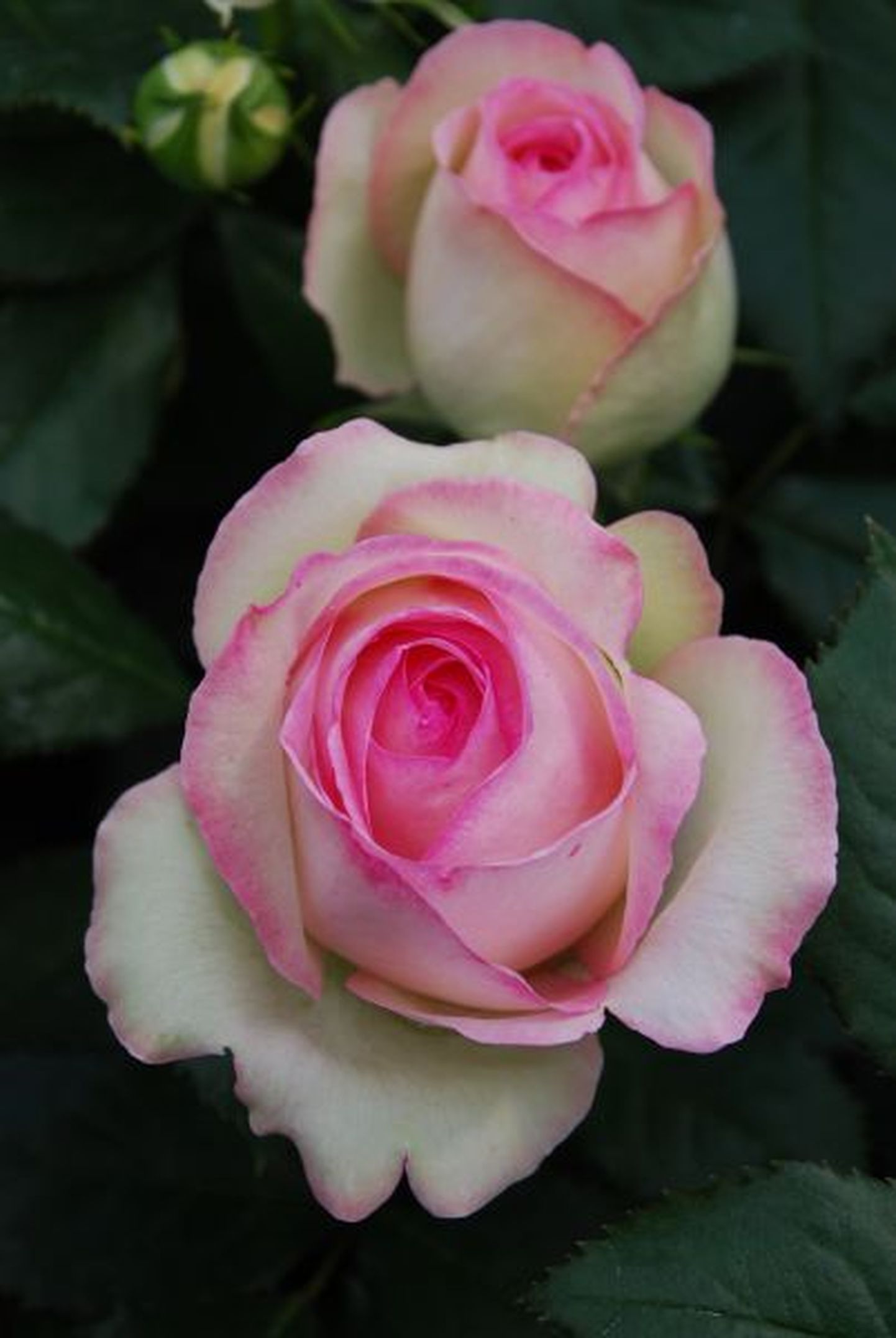 Uus-antiikroos: «Eden Rose 85®» - suurte munajate õitega, väga kaunis roos. Õied seest roosad, äärtelt heleroosad. Väga hea talve ja hea haiguskindlusega sort. Tunnistati 2006. aastal 36 maailma roosiorganisatsiooni poolt Maailmaroosi tiitliga.