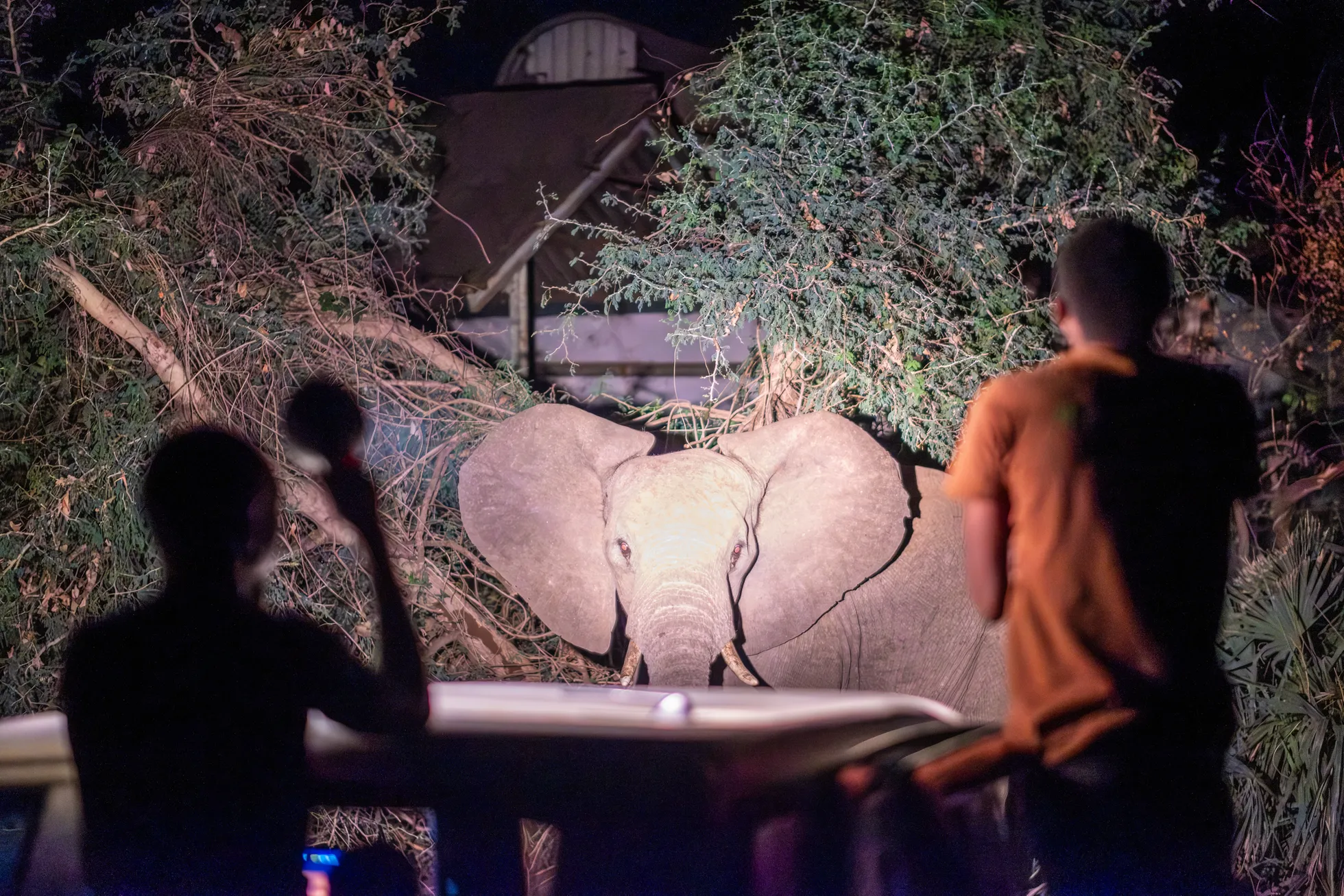 Elevandivastase reageerimismeeskonna liikmed jälgivad elevanti, kes sööb sõjaväebaasi lähedal. Aafrika, fotolood.