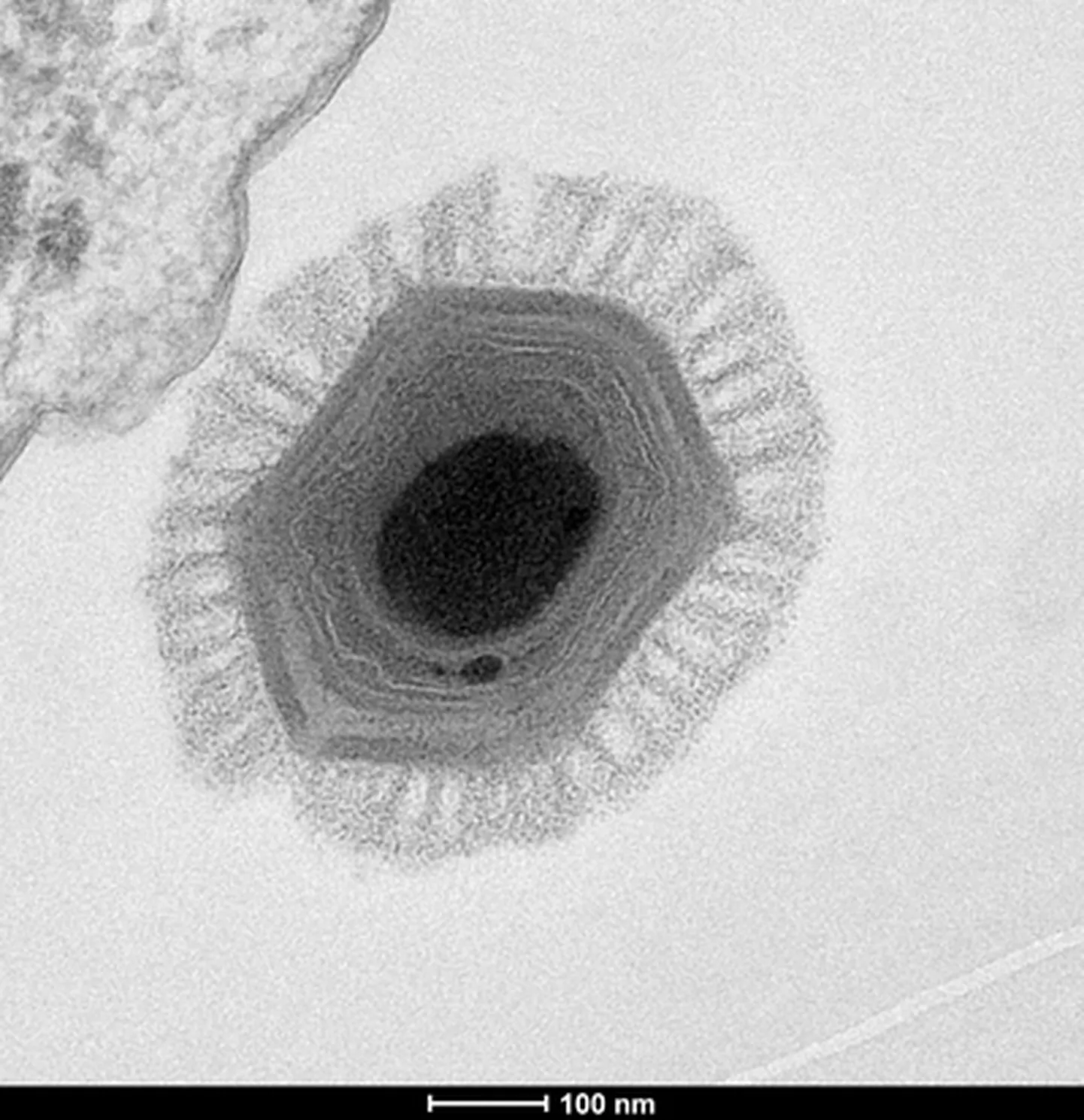 See megaviirus eraldati veeproovist, mille kogusid 2010. aasta aprillis Tšiili rannikul Las Cruces'i merejaama lähedalt Jean-Michel Claverie ja Chantal Abergel struktuuri- ja genoomiinformatsiooni laborist.