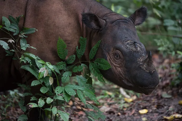 Sumatra ninasarvik.