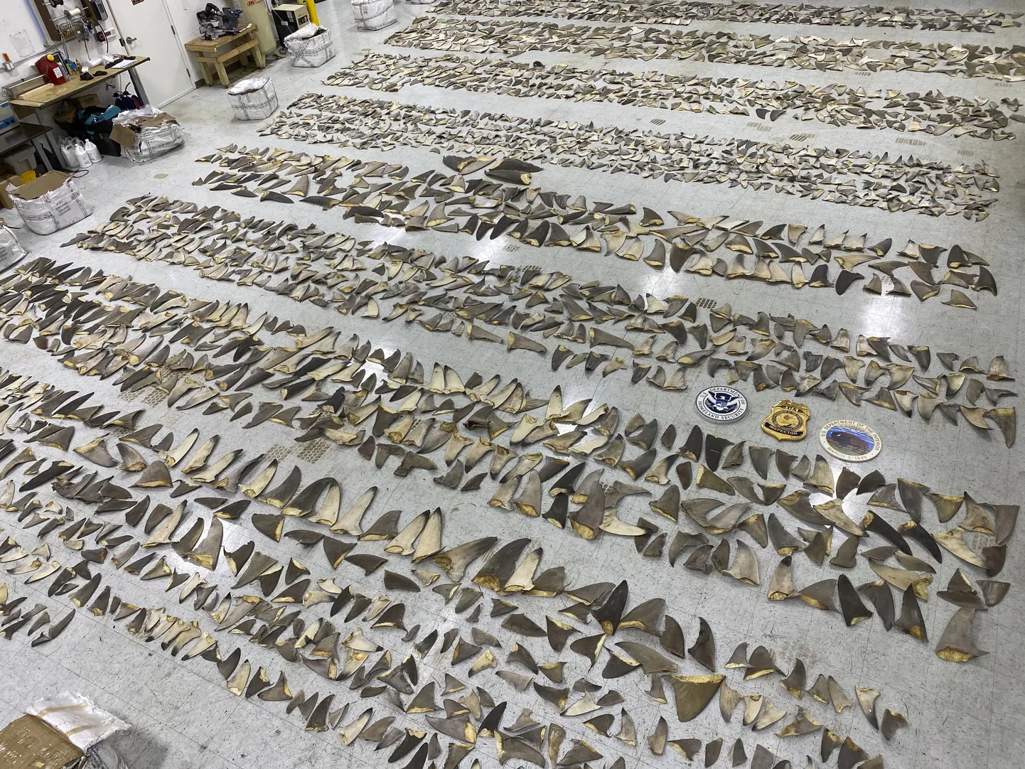 Miami sadamas konfiskeeritud 635 kilogrammi haiuimi.