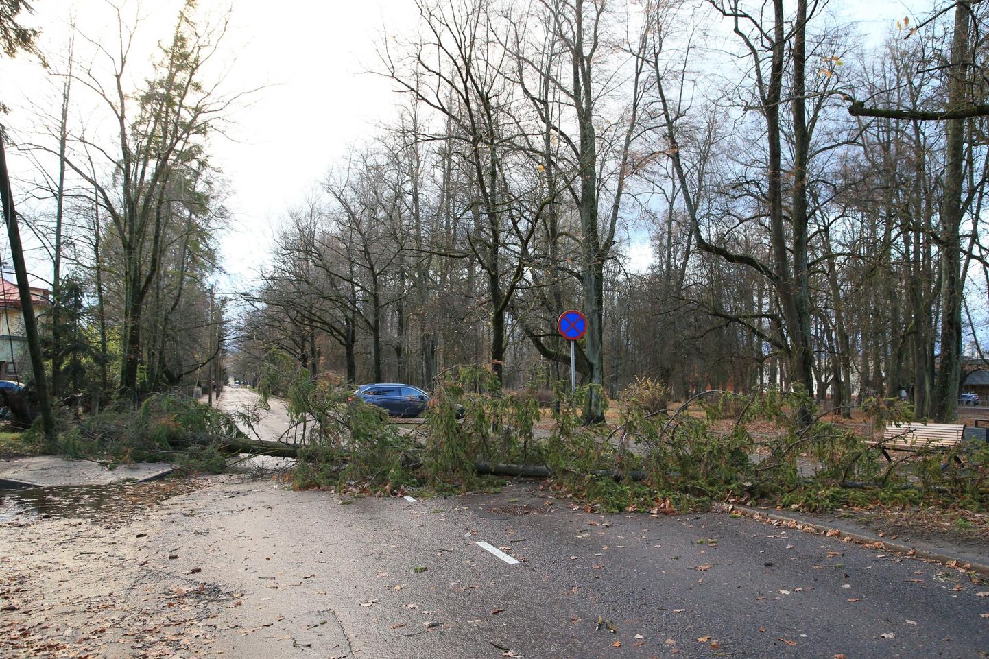 Nädalavahetuse tugev tuul murdis puid mitmepool maakonnas.