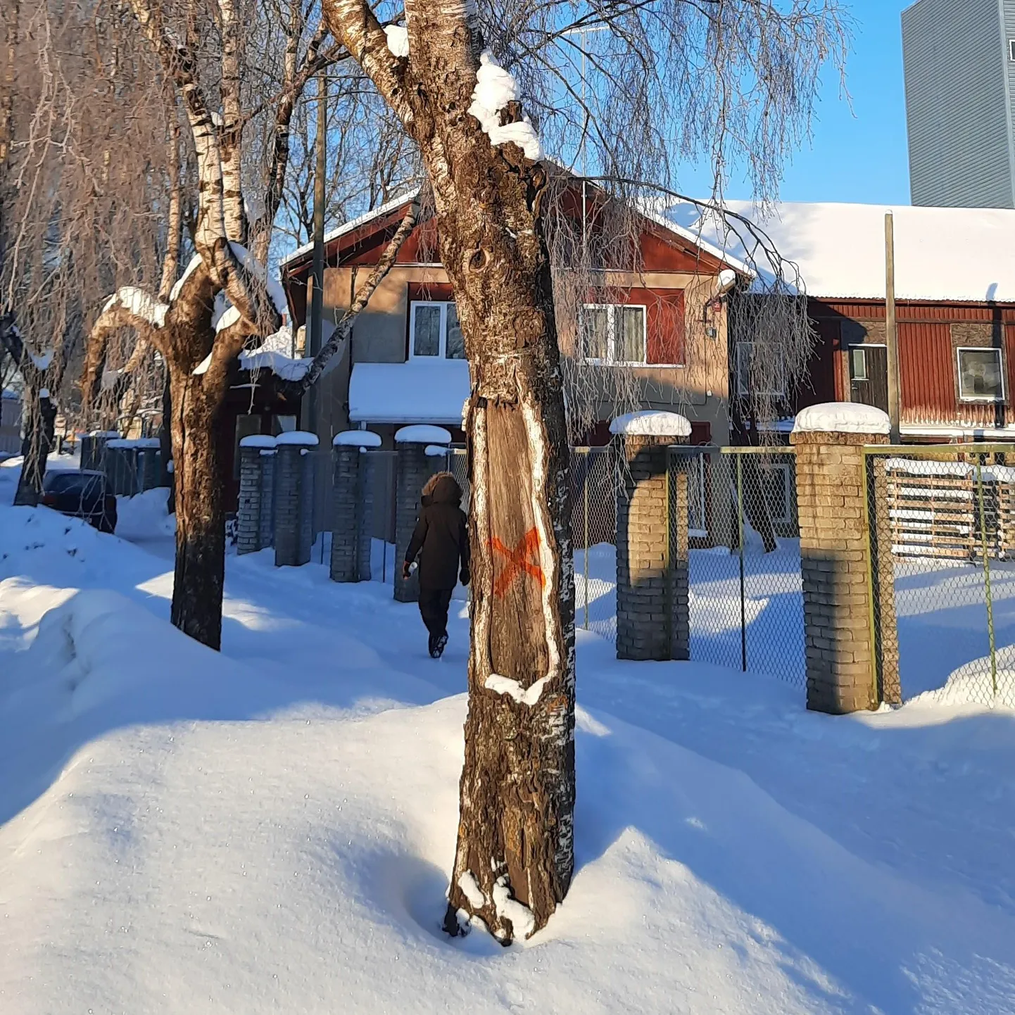 Mahavõetavad puud on tähistatud punase ristikesega.