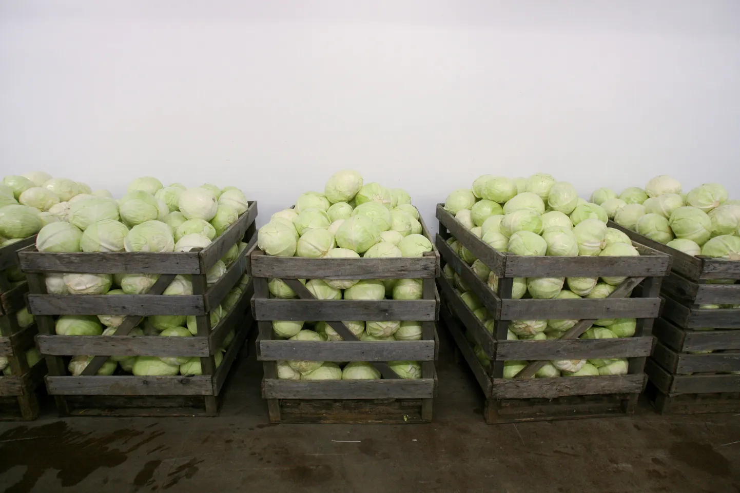 Salvest ostab sel sügisel kokku ligi 1300 tonni kapsast.