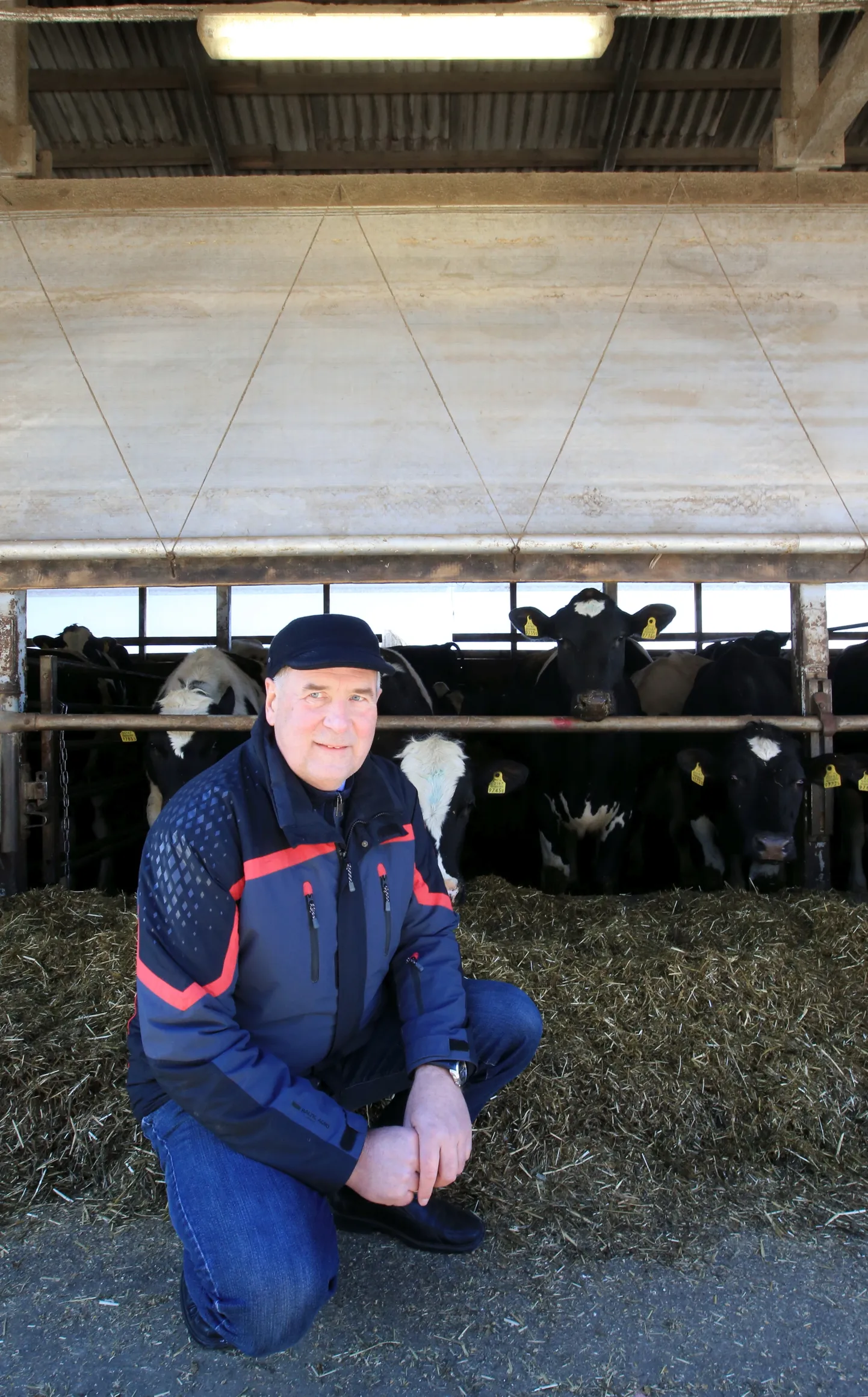 Peremees Avo Samarüütel koos ettevõtte järelkasvuga. Männiku Piima loomadest pea pooled on noorkari.
