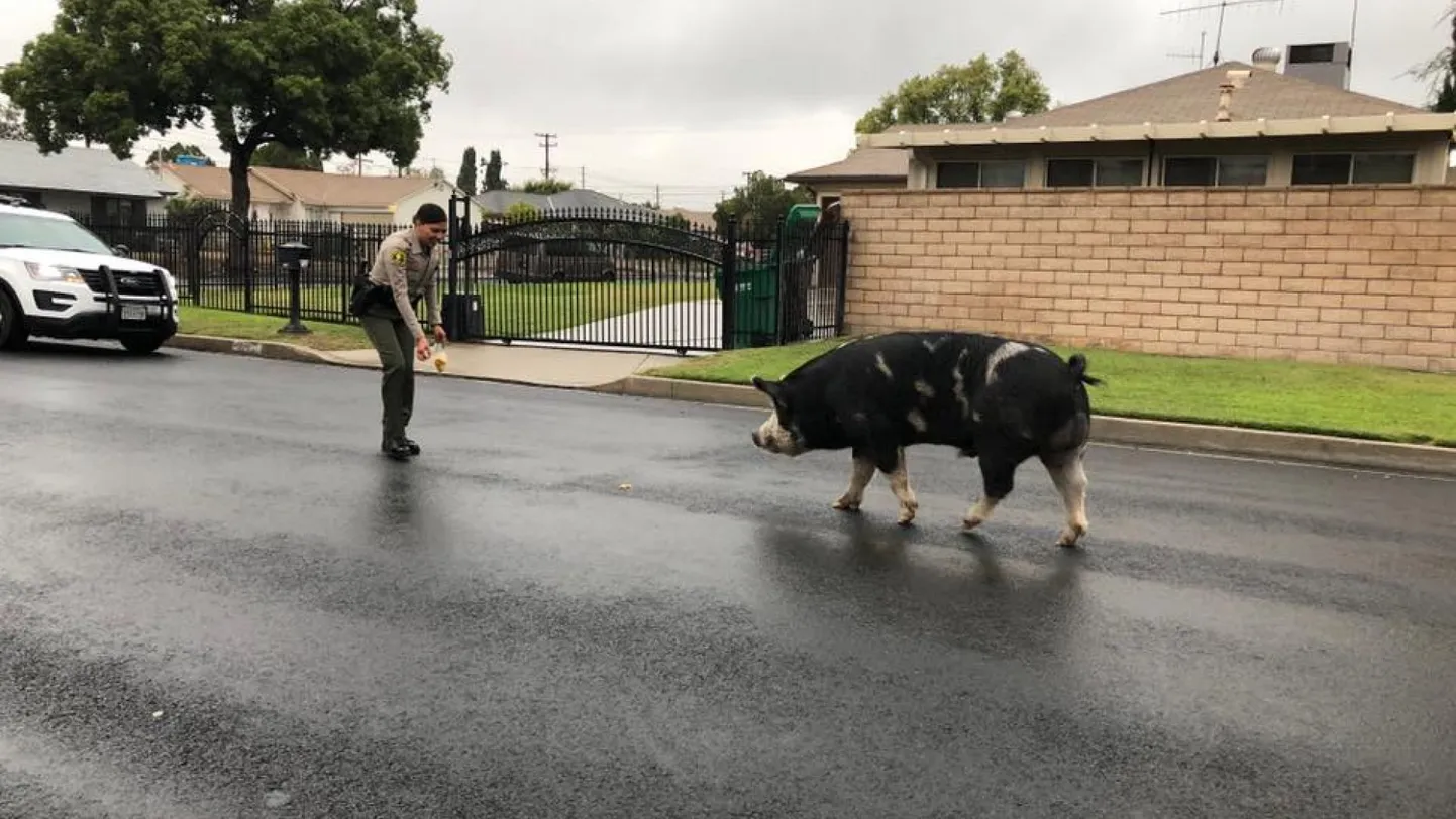 California tänavatel jalutanud hiigelsiga meelitati koju kartulikrõpsudega.