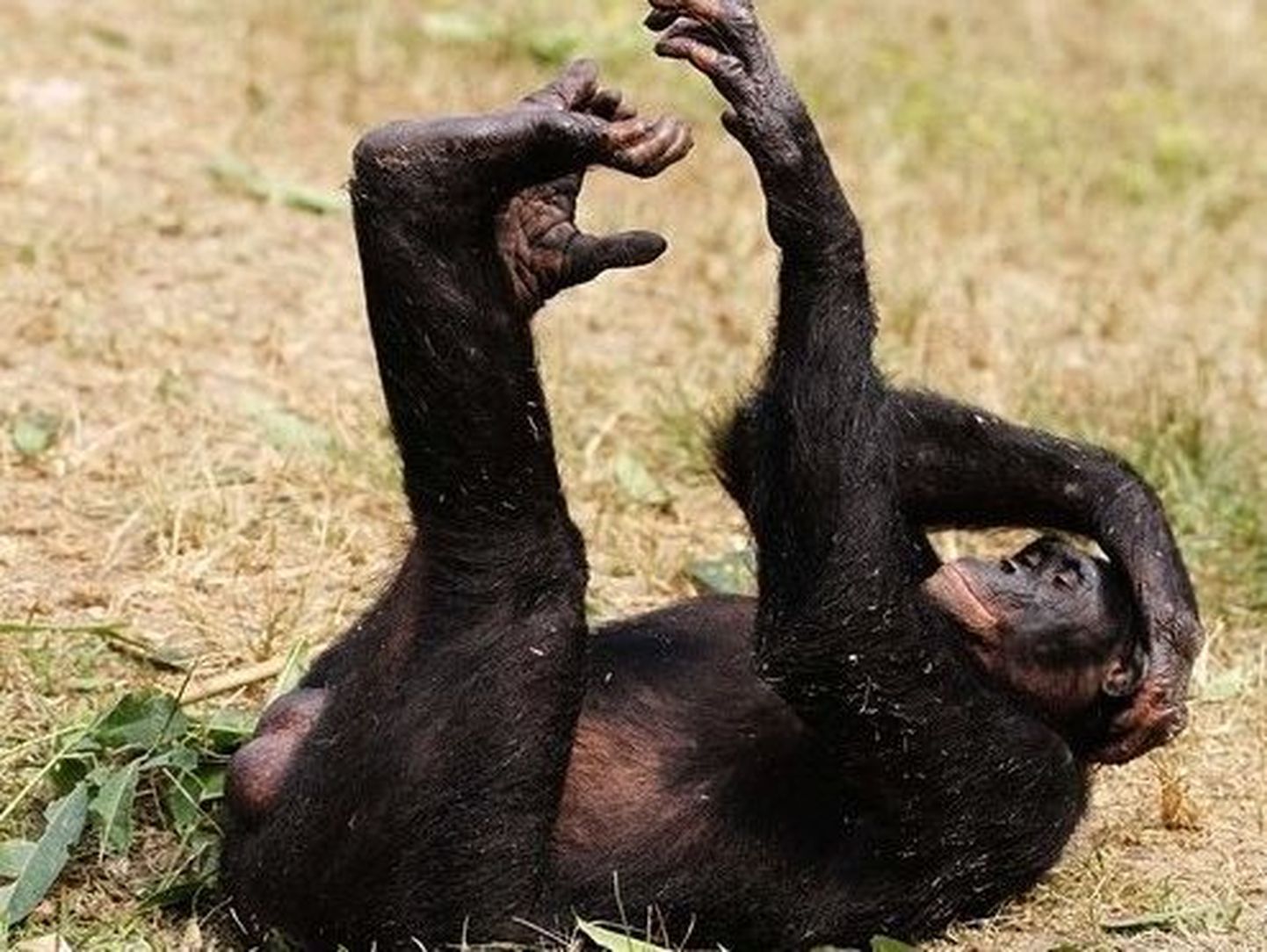 Kääbusšimpanside «mammapojad» saavad tänu emale rohkem paarituda