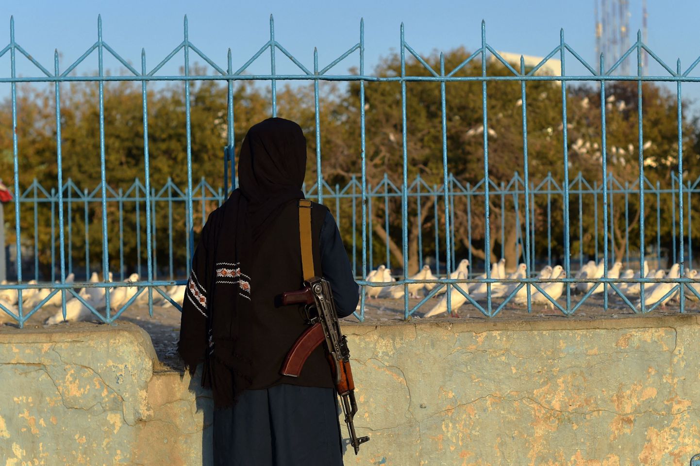Talibani võitleja vaatab tuvisid Afganistanis Mazar-i-Sharifis 30. oktoober 2021.