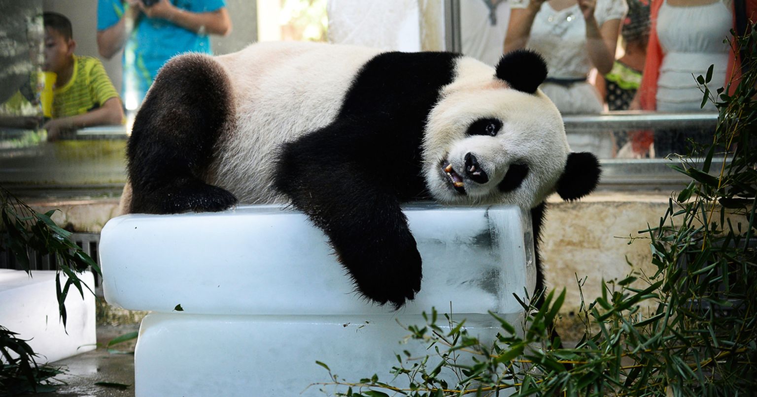 Панда спасается от жары в зоопарке Китая