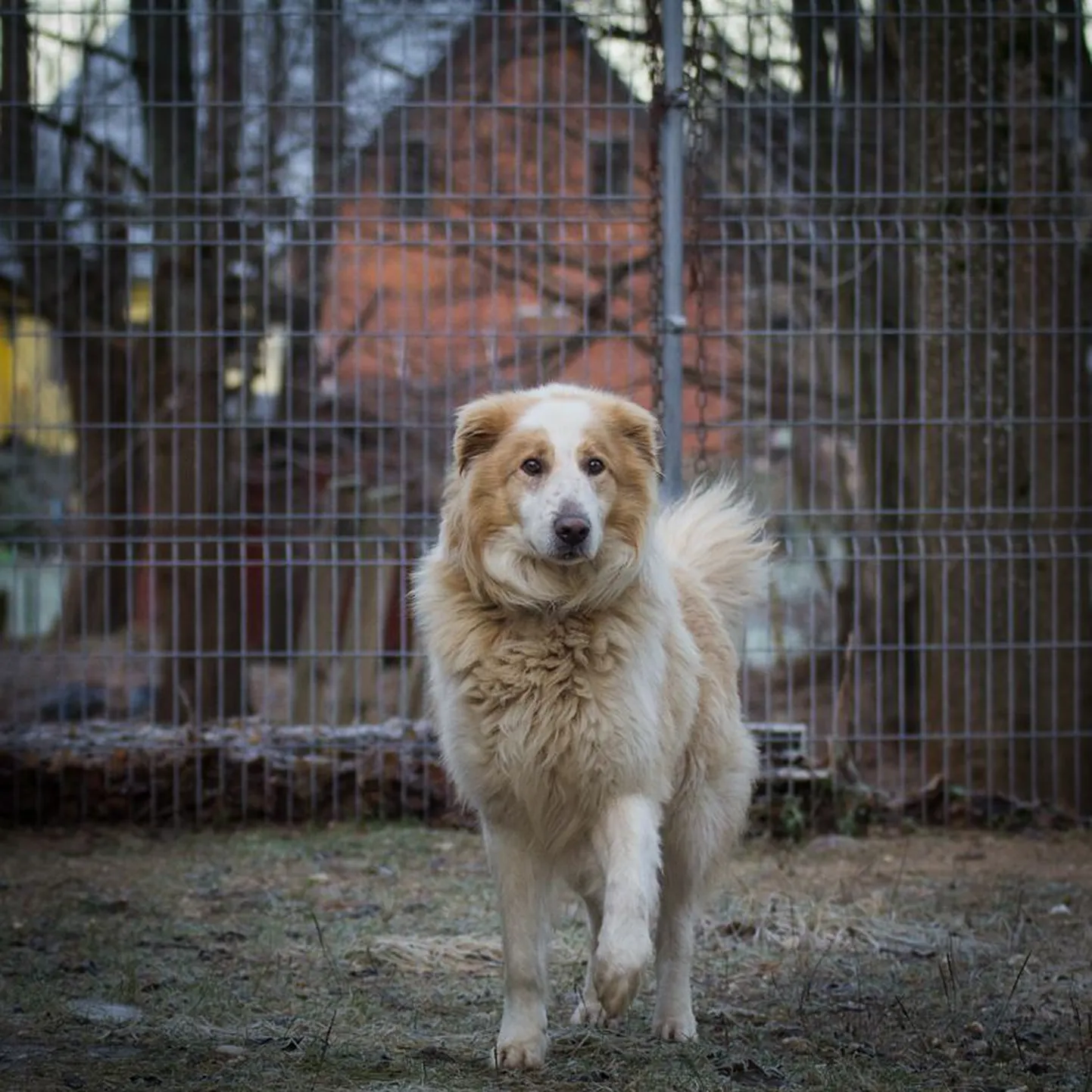 Loki