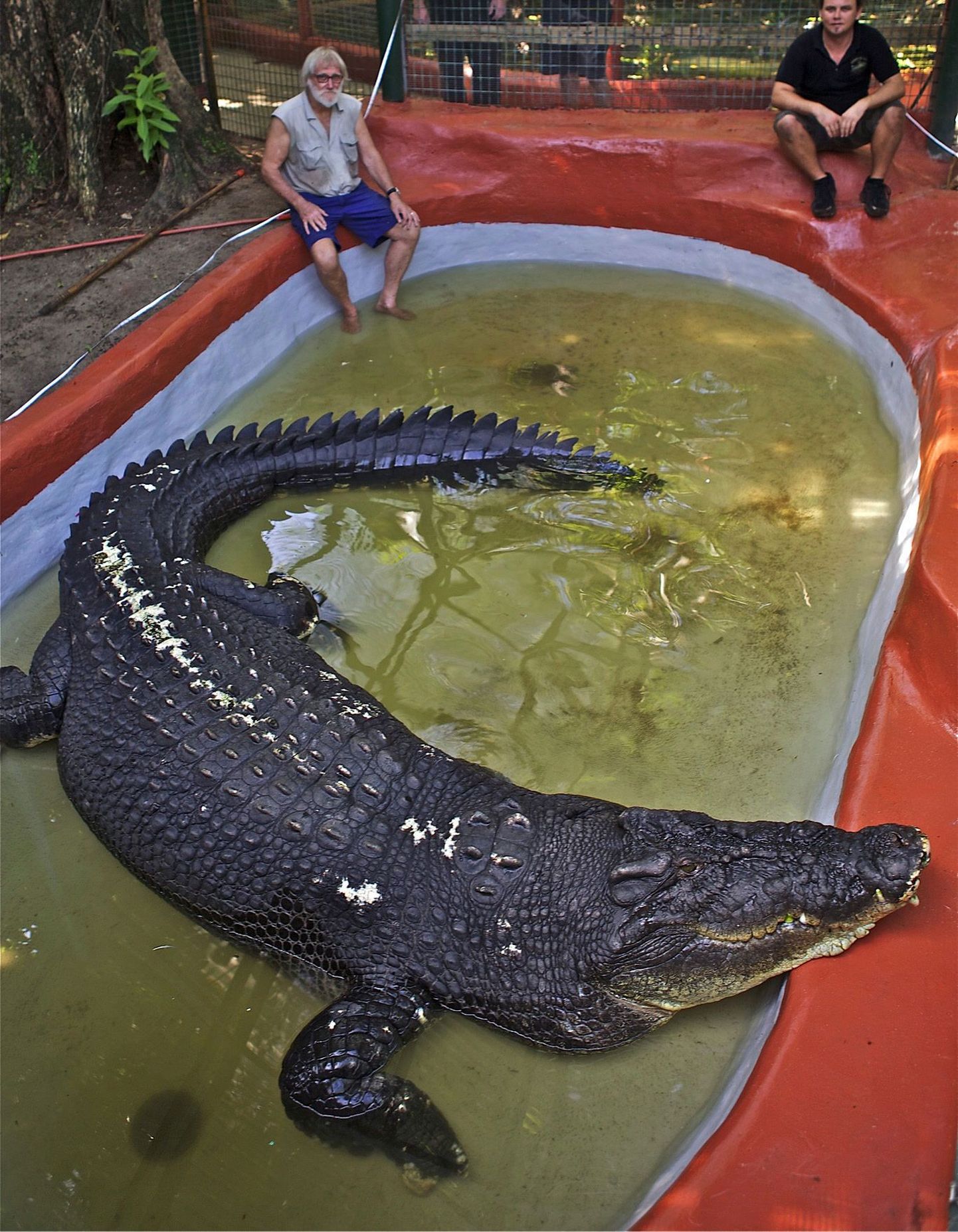 Suurim vangistuses elav krokodill Cassius Clay